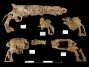 Firearms before treatments